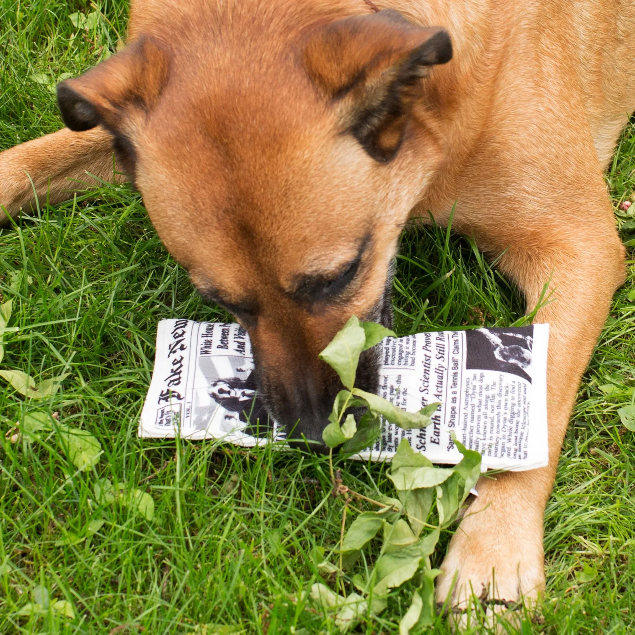 Dog Fake News Toy