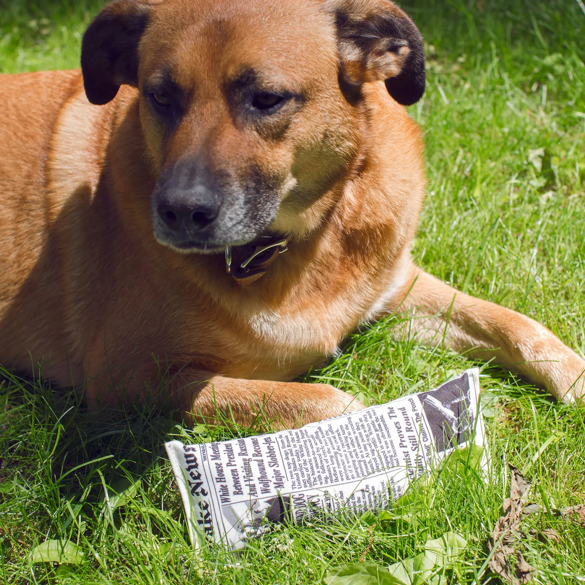 Dog Fake News Toy